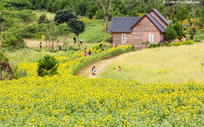 Tour ĐÀ LẠT – Farm Cánh Đồng Hoa 4 ngày 3 đêm  